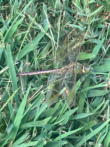Common Green Darner