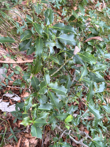 European holly
