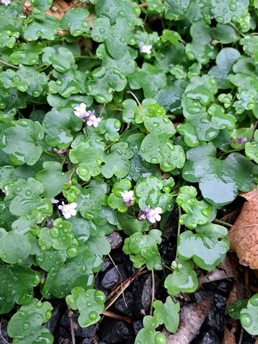 Ivy-leaved toadflax