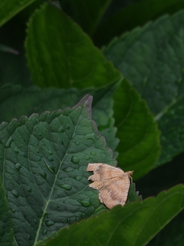 Yellow Shell Moth