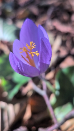 Autumn Crocus