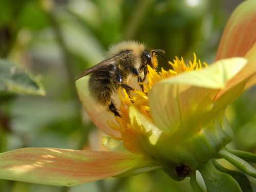 Common Carder Bumble Bee