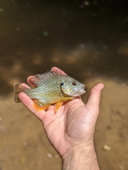 Lepomis gibbosus × cyanellus