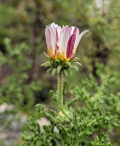 Arctotis aspera