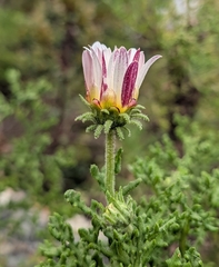 Arctotis aspera