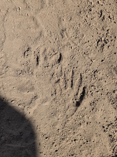 iNaturalist observation photo of Common Raccoon