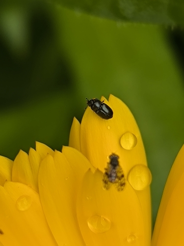 Common Pollen Beetle