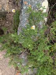 Arctotis aspera, photograph (c) Jessica Utrup, some rights reserved (CC BY)