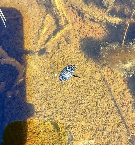 iNaturalist observation photo of Abbreviated Predaceous Diving Beetle