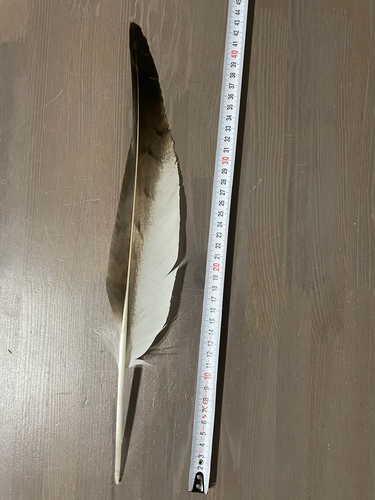 Plume de Buse féroce