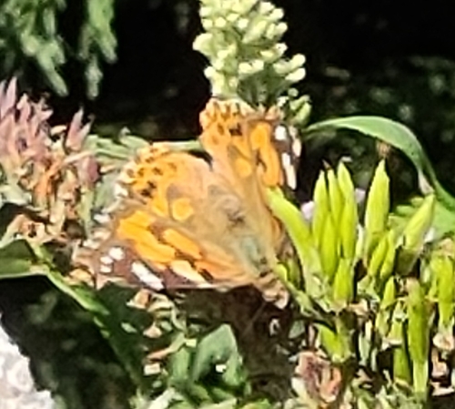Painted Lady