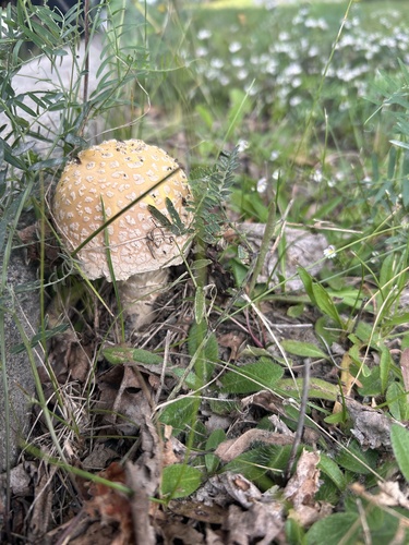 American Yellow Fly Agaric