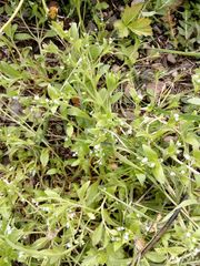 Myosotis sparsiflora