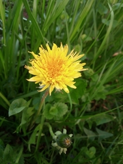 Taraxacum officinale