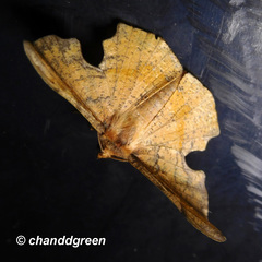 Fascellina chromataria