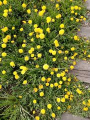 Taraxacum officinale