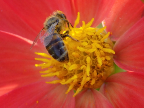 Western Honey Bee