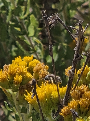 iNaturalist observation photo of Orange-legged Furrow Bee