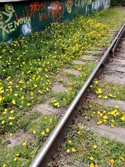 Taraxacum officinale