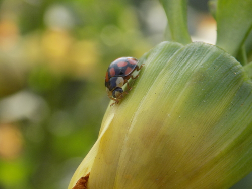 Asian Lady Beetle