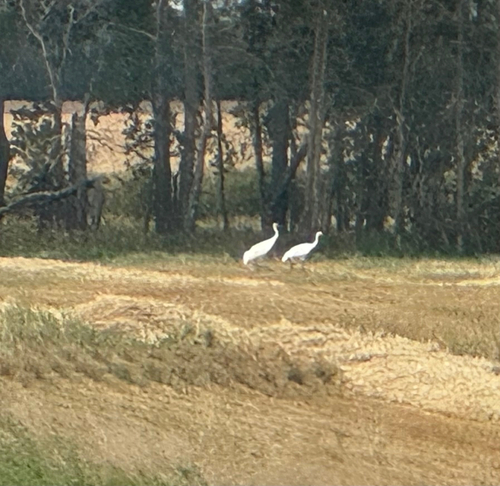 Whooping Crane