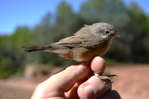 Western Subalpine Warbler