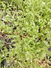 Myosotis sparsiflora