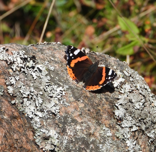 Red Admiral