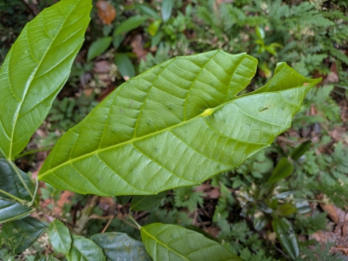 Conceveiba guianensis, 2026-09-13
