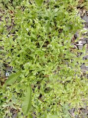 Myosotis sparsiflora