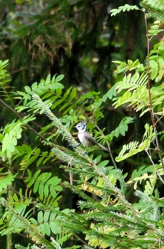 Crested Tit