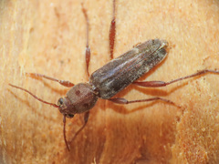 Xylotrechus smei
