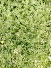 Capsella bursa-pastoris