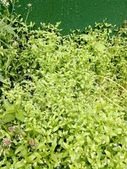 Myosotis sparsiflora