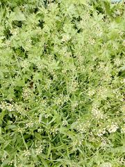 Capsella bursa-pastoris