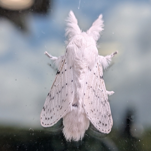 Dot-lined White