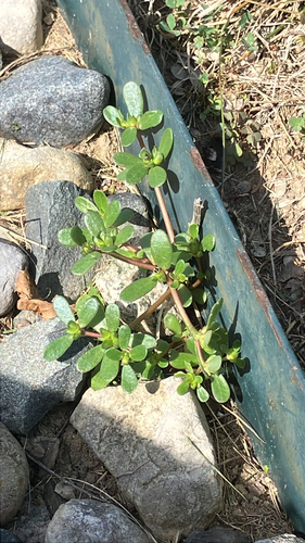Common Purslane