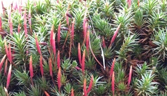 Polytrichum piliferum