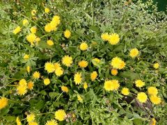 Taraxacum officinale