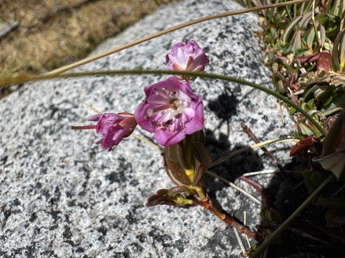 iNaturalist observation photo of mountain-laurels