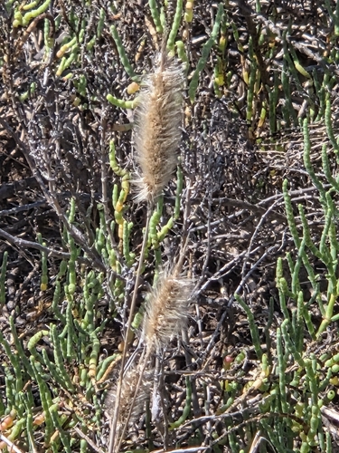iNaturalist observation photo of rabbitfoot grass