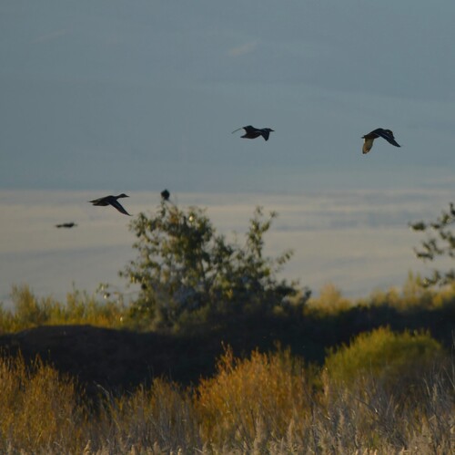 Mallard