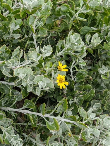Osteospermum incanum, photograph 1