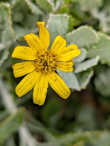Osteospermum incanum, photograph 2