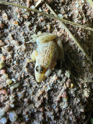 Paddy Field Frog