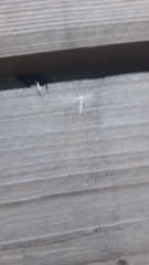 Pterophorus pentadactyla