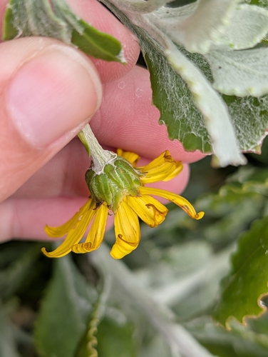 Osteospermum incanum, photograph 3