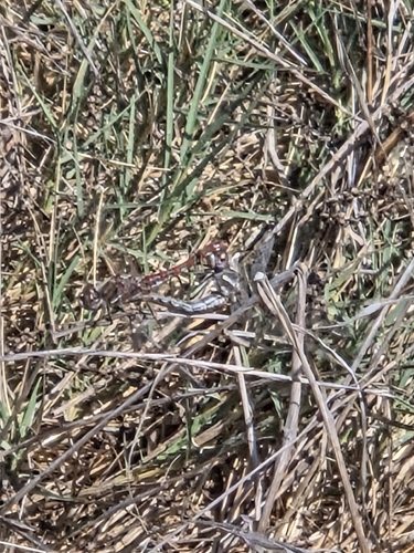 iNaturalist observation photo of Variegated Meadowhawk
