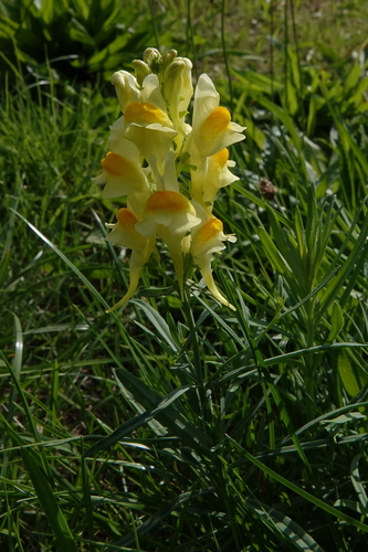 common toadflax