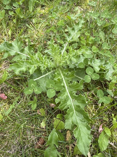 creeping thistle
